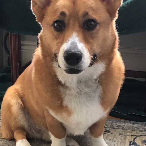 Tory Burch Quinn quilted ballet flat Navy - Picture 12 of 12